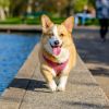 The Top Pet Products From Wayfair For Your Furry Pal